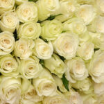 Blush Elegance | 50 White Roses - Image 6
